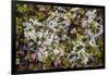 Russia, Kamchatka, Karaginsky Island, Tundra Vegetation Wildflowers-Alida Latham-Framed Photographic Print