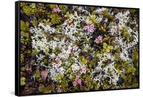 Russia, Kamchatka, Karaginsky Island, Tundra Vegetation Wildflowers-Alida Latham-Framed Stretched Canvas