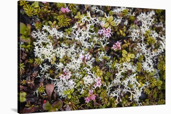 Russia, Kamchatka, Karaginsky Island, Tundra Vegetation Wildflowers-Alida Latham-Stretched Canvas