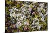 Russia, Kamchatka, Karaginsky Island, Tundra Vegetation Wildflowers-Alida Latham-Stretched Canvas