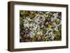 Russia, Kamchatka, Karaginsky Island, Tundra Vegetation Wildflowers-Alida Latham-Framed Photographic Print