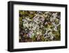 Russia, Kamchatka, Karaginsky Island, Tundra Vegetation Wildflowers-Alida Latham-Framed Photographic Print