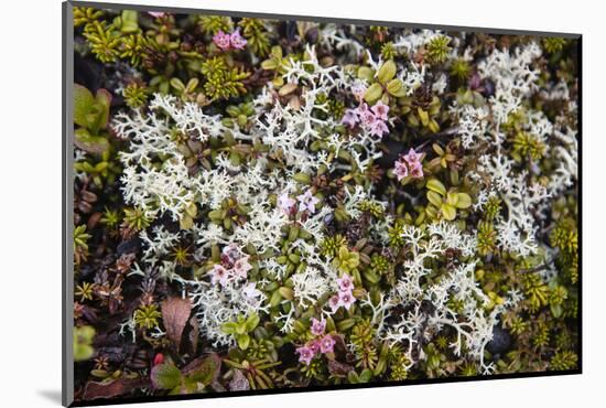 Russia, Kamchatka, Karaginsky Island, Tundra Vegetation Wildflowers-Alida Latham-Mounted Photographic Print