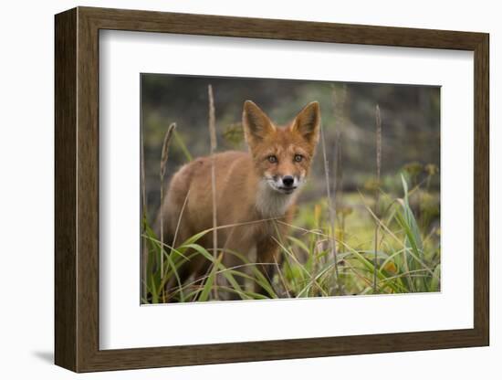 Russia, Kamchatka Peninsula, Kuril Islands, Atlasova Island. Wild red fox.-Cindy Miller Hopkins-Framed Photographic Print