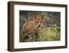 Russia, Kamchatka Peninsula, Kuril Islands, Atlasova Island. Wild red fox.-Cindy Miller Hopkins-Framed Photographic Print