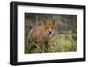 Russia, Kamchatka Peninsula, Kuril Islands, Atlasova Island. Wild red fox.-Cindy Miller Hopkins-Framed Photographic Print