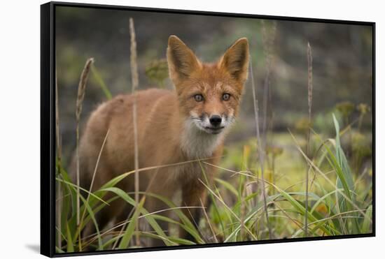 Russia, Kamchatka Peninsula, Kuril Islands, Atlasova Island. Wild red fox.-Cindy Miller Hopkins-Framed Stretched Canvas