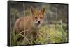 Russia, Kamchatka Peninsula, Kuril Islands, Atlasova Island. Wild red fox.-Cindy Miller Hopkins-Framed Stretched Canvas