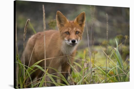 Russia, Kamchatka Peninsula, Kuril Islands, Atlasova Island. Wild red fox.-Cindy Miller Hopkins-Stretched Canvas