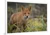 Russia, Kamchatka Peninsula, Kuril Islands, Atlasova Island. Wild red fox.-Cindy Miller Hopkins-Framed Photographic Print