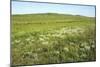 Russia Steppe in Early Summer-Andrey Zvoznikov-Mounted Photographic Print