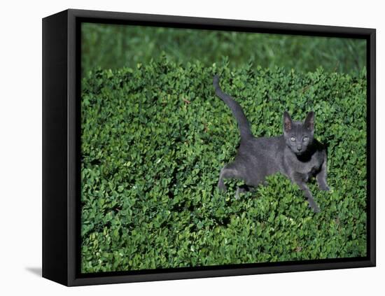 Russian Blue Cat Lying on Plants in a Garden, Italy-Adriano Bacchella-Framed Stretched Canvas