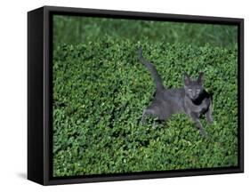 Russian Blue Cat Lying on Plants in a Garden, Italy-Adriano Bacchella-Framed Stretched Canvas