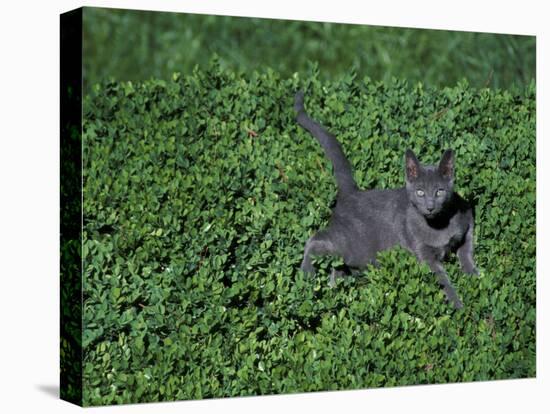 Russian Blue Cat Lying on Plants in a Garden, Italy-Adriano Bacchella-Stretched Canvas