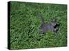 Russian Blue Cat Lying on Plants in a Garden, Italy-Adriano Bacchella-Stretched Canvas