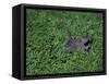 Russian Blue Cat Lying on Plants in a Garden, Italy-Adriano Bacchella-Framed Stretched Canvas