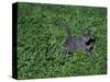 Russian Blue Cat Lying on Plants in a Garden, Italy-Adriano Bacchella-Stretched Canvas