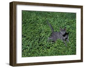 Russian Blue Cat Lying on Plants in a Garden, Italy-Adriano Bacchella-Framed Photographic Print