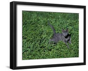 Russian Blue Cat Lying on Plants in a Garden, Italy-Adriano Bacchella-Framed Photographic Print