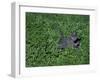 Russian Blue Cat Lying on Plants in a Garden, Italy-Adriano Bacchella-Framed Photographic Print