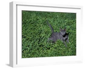 Russian Blue Cat Lying on Plants in a Garden, Italy-Adriano Bacchella-Framed Photographic Print