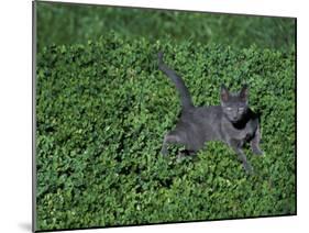 Russian Blue Cat Lying on Plants in a Garden, Italy-Adriano Bacchella-Mounted Photographic Print