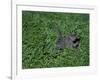 Russian Blue Cat Lying on Plants in a Garden, Italy-Adriano Bacchella-Framed Photographic Print