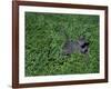 Russian Blue Cat Lying on Plants in a Garden, Italy-Adriano Bacchella-Framed Photographic Print