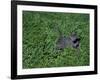 Russian Blue Cat Lying on Plants in a Garden, Italy-Adriano Bacchella-Framed Photographic Print