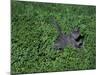 Russian Blue Cat Lying on Plants in a Garden, Italy-Adriano Bacchella-Mounted Photographic Print