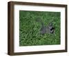 Russian Blue Cat Lying on Plants in a Garden, Italy-Adriano Bacchella-Framed Photographic Print