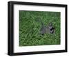 Russian Blue Cat Lying on Plants in a Garden, Italy-Adriano Bacchella-Framed Photographic Print