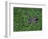 Russian Blue Cat Lying on Plants in a Garden, Italy-Adriano Bacchella-Framed Photographic Print