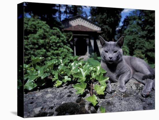 Russian Blue Cat Sunning on Stone Wall in Garden, Italy-Adriano Bacchella-Stretched Canvas