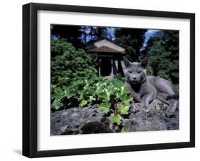 Russian Blue Cat Sunning on Stone Wall in Garden, Italy-Adriano Bacchella-Framed Premium Photographic Print