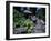 Russian Blue Cat Sunning on Stone Wall in Garden, Italy-Adriano Bacchella-Framed Premium Photographic Print