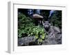 Russian Blue Cat Sunning on Stone Wall in Garden, Italy-Adriano Bacchella-Framed Premium Photographic Print