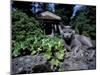 Russian Blue Cat Sunning on Stone Wall in Garden, Italy-Adriano Bacchella-Mounted Premium Photographic Print