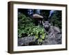 Russian Blue Cat Sunning on Stone Wall in Garden, Italy-Adriano Bacchella-Framed Photographic Print