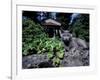 Russian Blue Cat Sunning on Stone Wall in Garden, Italy-Adriano Bacchella-Framed Photographic Print