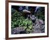 Russian Blue Cat Sunning on Stone Wall in Garden, Italy-Adriano Bacchella-Framed Photographic Print