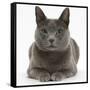 Russian Blue Female Cat with Green Eyes-Mark Taylor-Framed Stretched Canvas