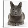 Russian Blue Female Cat with Green Eyes-Mark Taylor-Stretched Canvas