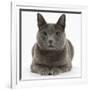 Russian Blue Female Cat with Green Eyes-Mark Taylor-Framed Photographic Print