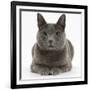 Russian Blue Female Cat with Green Eyes-Mark Taylor-Framed Photographic Print