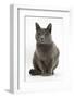 Russian Blue Female Cat with Green Eyes-Mark Taylor-Framed Photographic Print