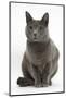 Russian Blue Female Cat with Green Eyes-Mark Taylor-Mounted Photographic Print