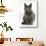 Russian Blue Female Cat with Green Eyes-Mark Taylor-Stretched Canvas displayed on a wall