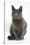 Russian Blue Female Cat with Green Eyes-Mark Taylor-Stretched Canvas