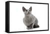 Russian Blue in Studio-null-Framed Stretched Canvas